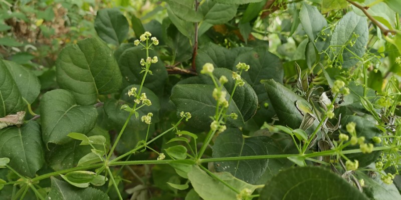 茜草价格及作用盘点