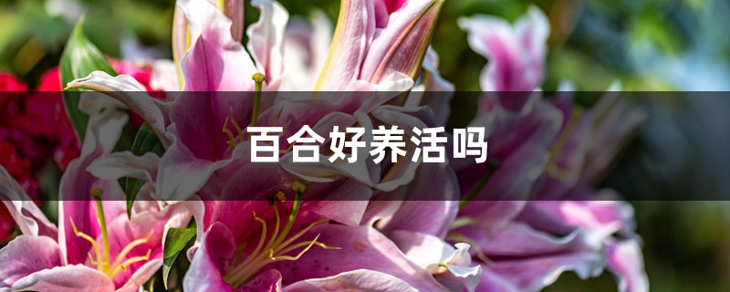 提升百合网站能见度：全面的SEO策略指南 (百合网免费沟通免费交友免费征婚)