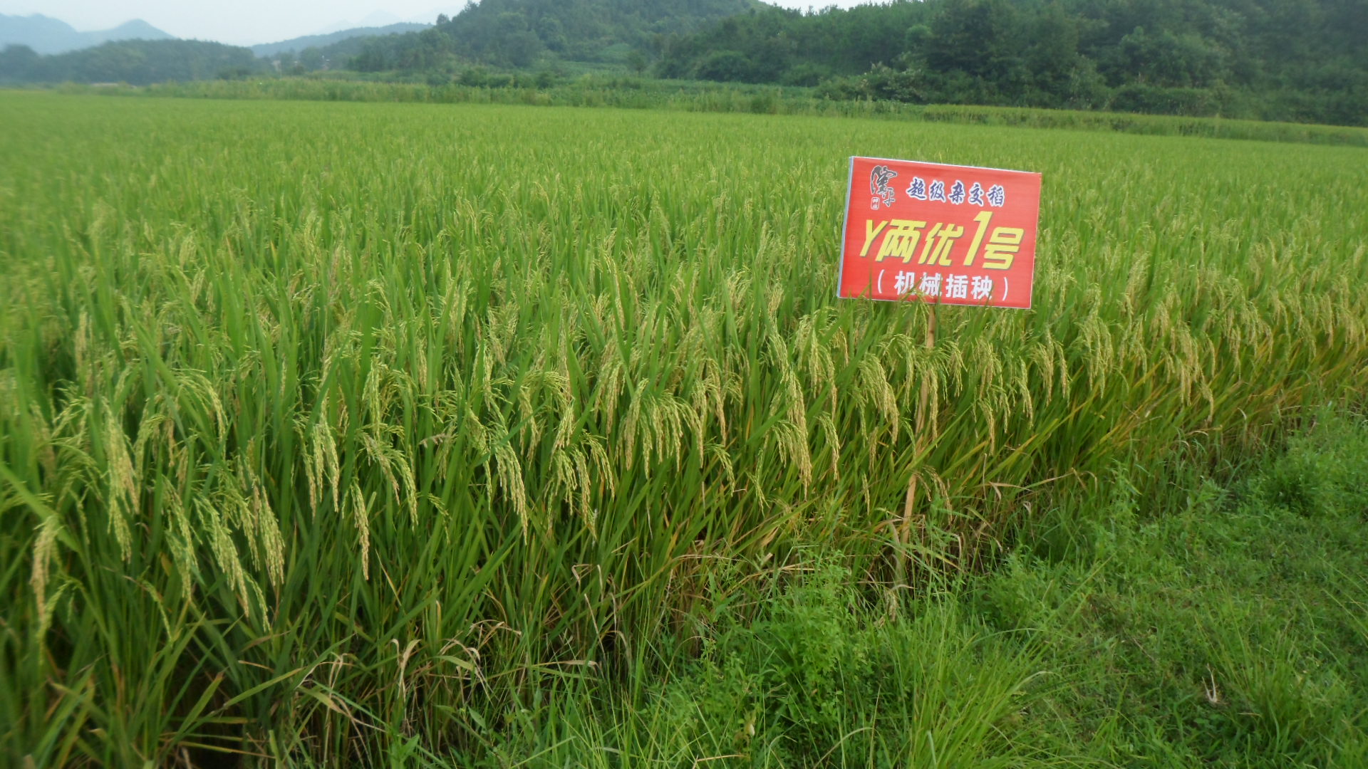 湖北SEO优化：提升网站可见度和流量 (湖北网络推广seo)