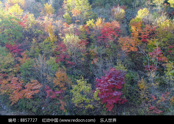 枫林SEO秘诀：通过数据驱动的高级技术提升搜索引擎排名 (枫林网络科技有限公司)